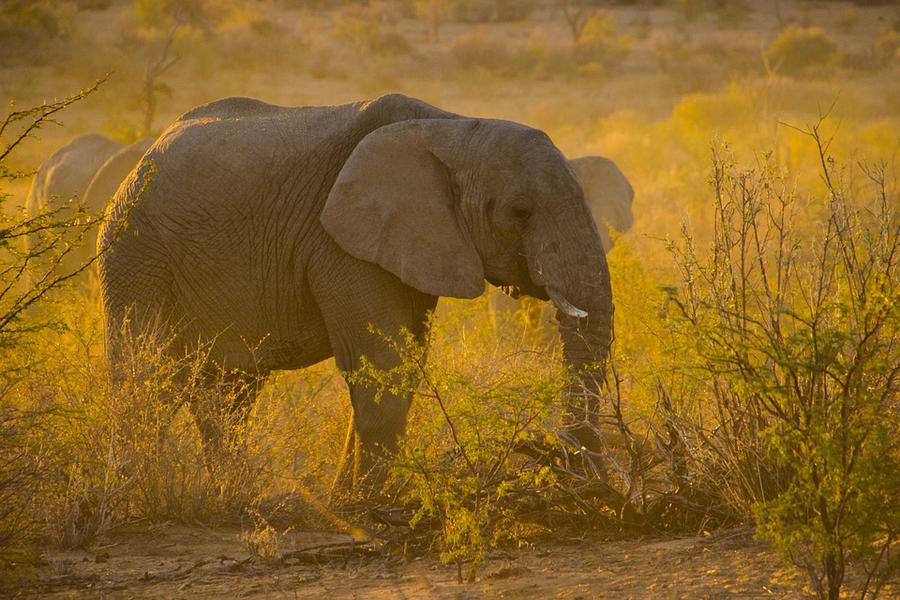 Elephant Attack Selati Game Reserve, SA