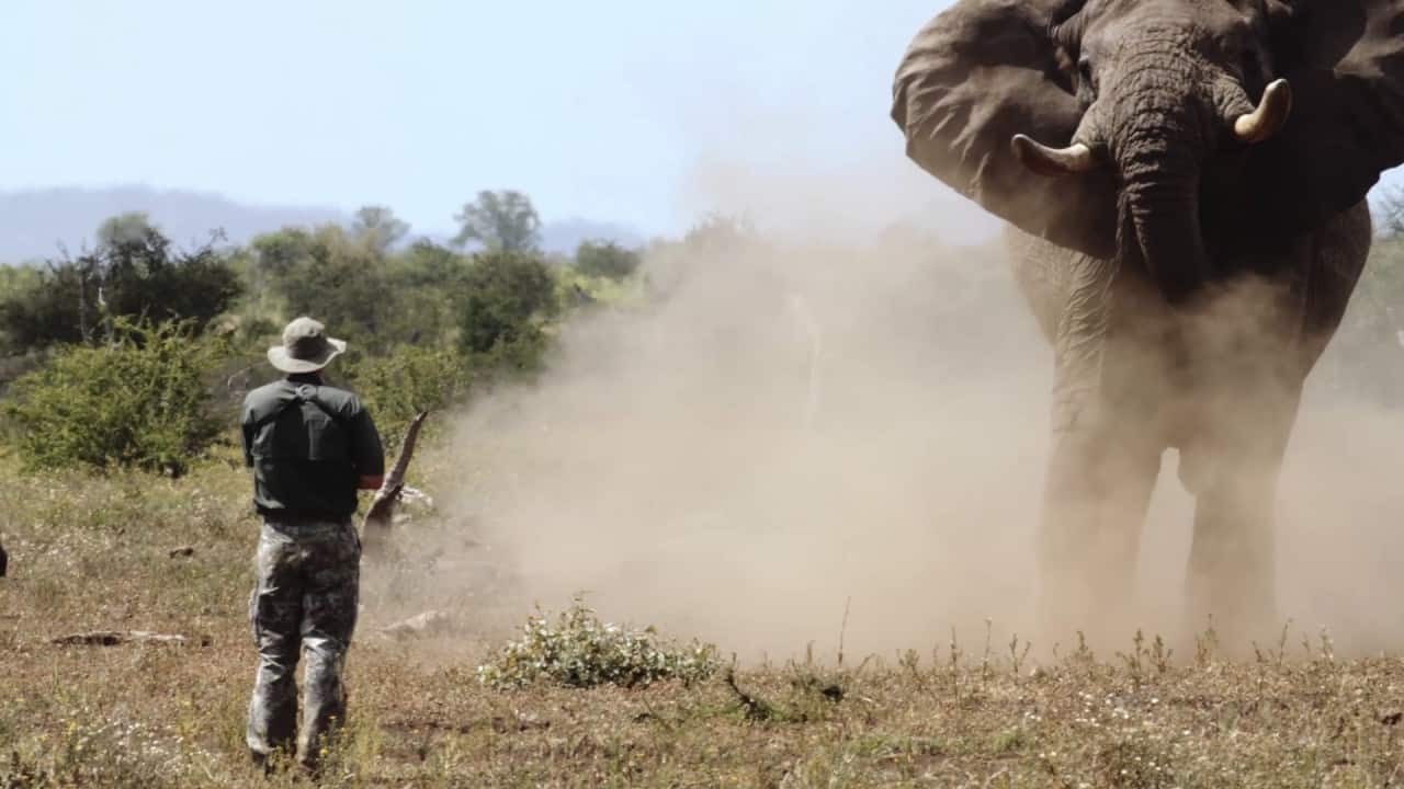 Elephant Charging