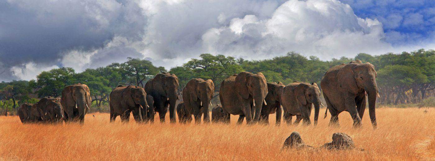 Elephants walking Hwange National Park