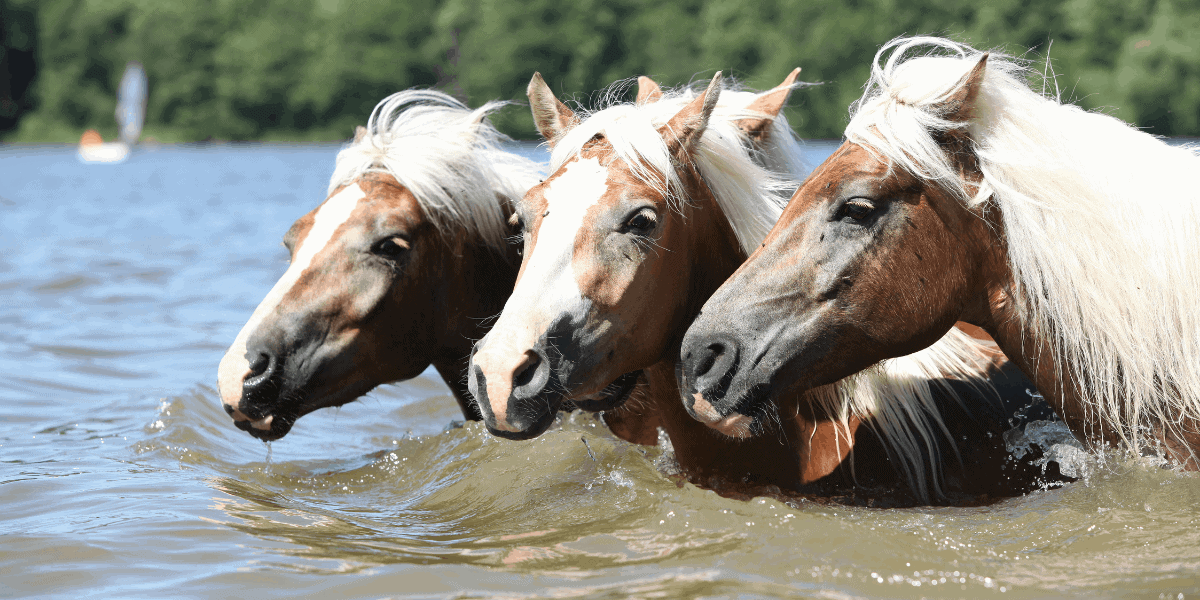 Herd of horses swimming