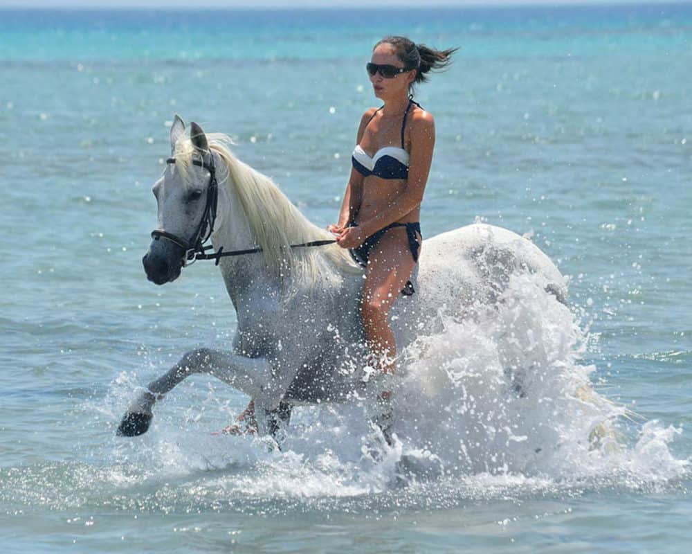 Horses Swimming Images 2