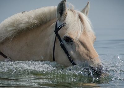 Horses Swimming Images 3