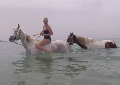 Horses Swimming Images 4