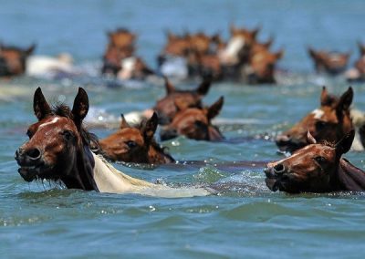 Horses Swimming Images 5