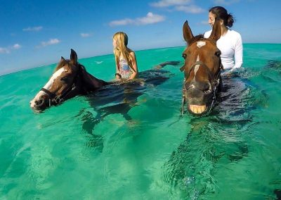 Horses Swimming Images 7