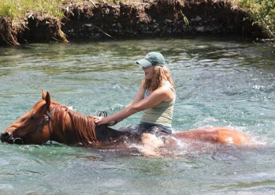 Horses Swimming Images 8