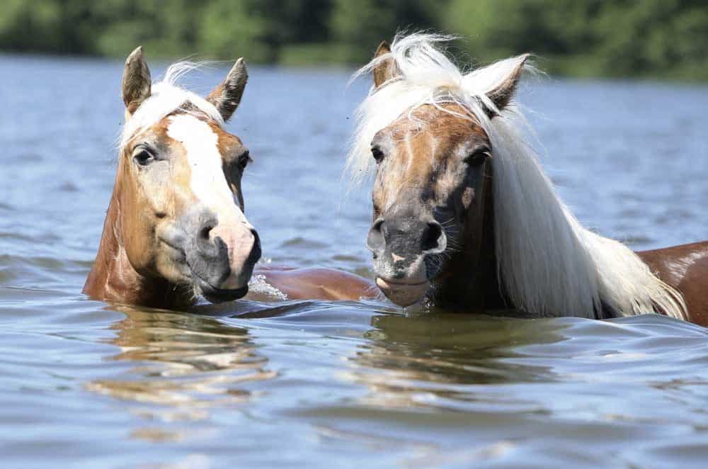 Swimming Horses