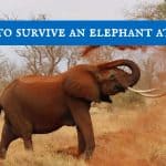 How to Survive an Elephant Attack