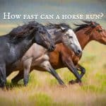 How fast can a horse run?