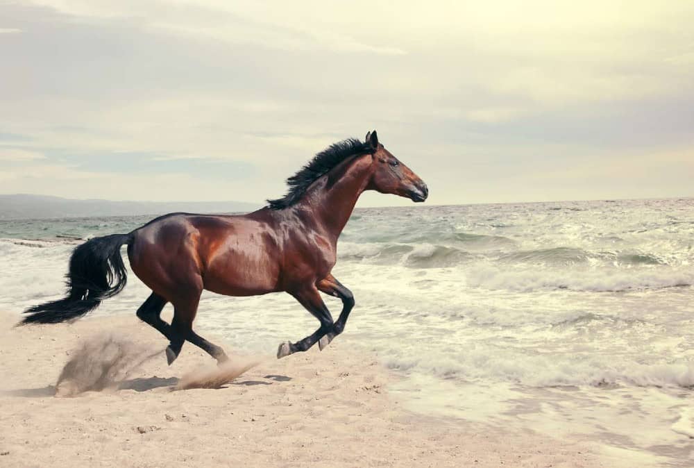 How fast can a horse run and how far can horses run? Complete Guide